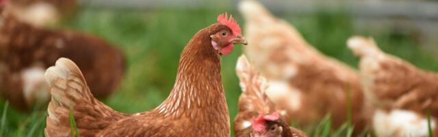 Lindude gripp levib Euroopas jõudsalt