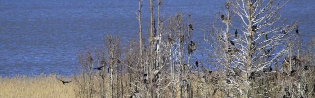 Управління з охорони довкілля дозволяє регулювання чисельності корморанів.