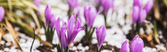 ILMATEADE | Naistepäev tuleb päikeseline ja kenade soojakraadidega