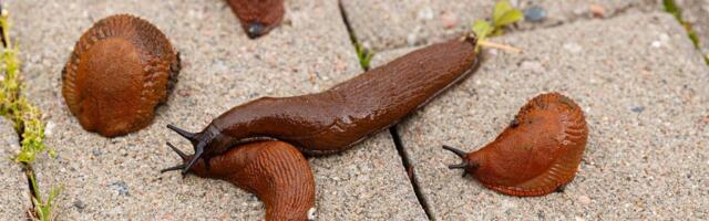 MTÜ Eesti Suurlimukate Kaitseks nõuab teetigude hävitamise keelamist ja limukate kvoodi kehtestamist