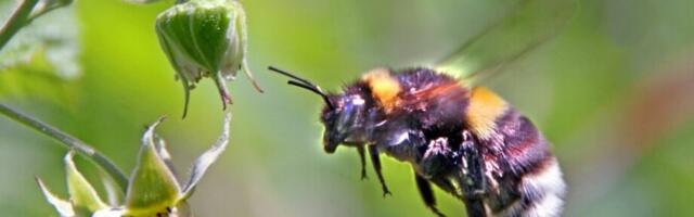 Mesilasliike sumiseb me planeedil märksa rohkem kui arvatud