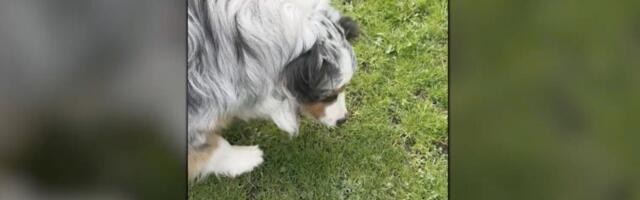 ВІДЕО ТБ3 | Працівник Omniva передав собакам лакомства через паркан, які змусили їх пінити ізо рота.