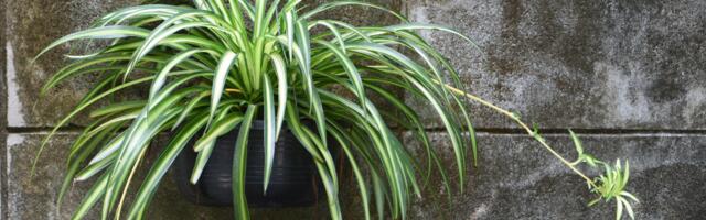 Feng shui soovitus: just see lihtne roheline taim sobib esikusse õnne tooma