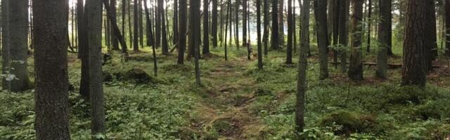 Естонська кліматична рада рекомендує зменшити вирубку лісів.