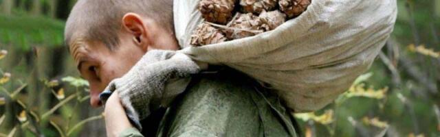 Mees on terve suve männikäbisid kogunud, põhjustades irvitusi naabrite poolt. Siis tulid nad talle külla ja said aru, kui palju nad eksisid