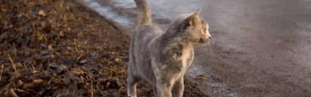 FOTOD: Imetav kass käis igapäev kodust ära just sellepärast…
