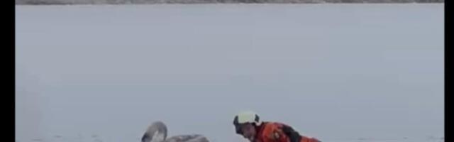 Suur päästeoperatsioon Verevi järvel: katkise tiivaga luigele tulid appi isegi Tartu päästjad