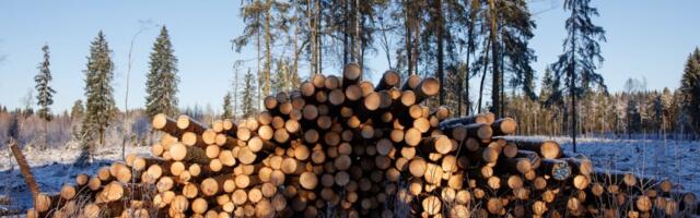 Uuring: puidu kõrgem väärindamine aitab ühendada metsade kaitse ja majanduse arengu