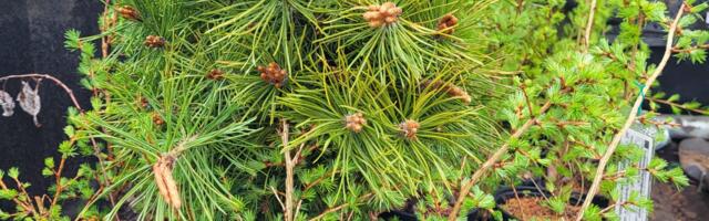 Rakvere linnavalitsus kutsub metsa istutama