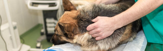 Увага, власники тварин: Хтось знову встановлює пастки в Таллінні.