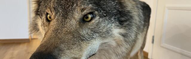 Läänemaa saab juurde seitse hundiluba