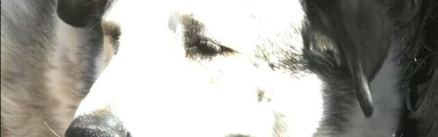 Ніякі величезні дерева: пес врятував загубленого малюка в аризонських горах