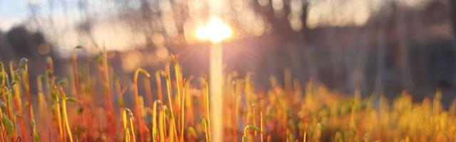 ILMAPROGNOOS | Termomeetrinäit tõuseb +10 kraadini ja kõrgemale