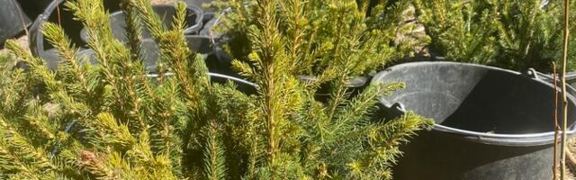 Kagu-Eestis on erametsaomanikud alustanud metsa istutamisega