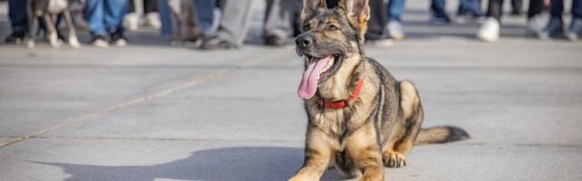 Politsei teenistuskoer Steffi leidis metsast abivajava naise