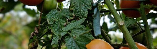 Taime sattuvad ravimijäägid kuhjuvad eelkõige lehtedes