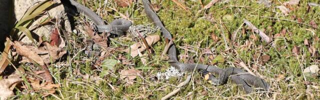 Laikmaa nastikud läksid liikvele