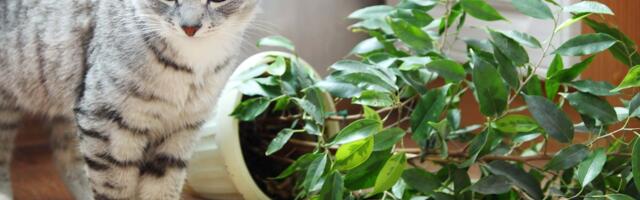 HEA TEADA | Neli toataime, mis ei vaja päikeselist aknalauda