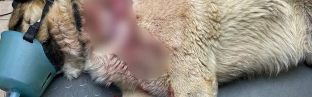 Pärnumaal toimus mitu hundirünnakut: üks koer hukkus, teine pääses napilt