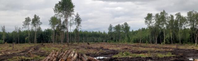 Metsaseadus kütab kirgi: valitsus eitab üleraiet, kriitikud hoiatavad jätku eest