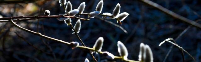 ILMATEADE | Ilm püsib muutlik: kevadine soojus vaheldub jahedusega