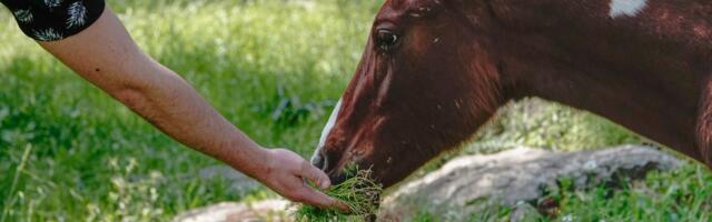 Avatud talude päevad kutsuvad talusid kaasa lööma