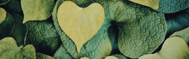 Hiina päevahoroskoop: milline energia saadab sind täna armastuses, töös ja tervises?