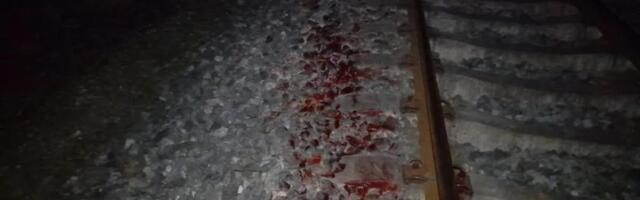 Фотографії обурюють | У Вільяндіймському окрузі вмирає ведмідь, що потрапив під поїзд