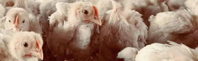 Alates esmaspäevast, 9.02.2026 on kohustus kodulinnud hoida siseruumides