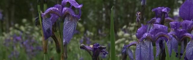 Kalli järves asuv soosaar on mattunud õitsvate siberi õhumõõkade alla
