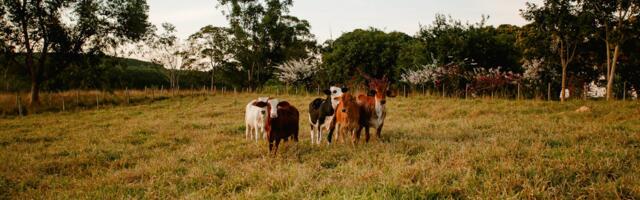 Püsirohumaa arvestus muutub paindlikumaks: lühiajalised rohumaad jäävad kauem põllumaaks