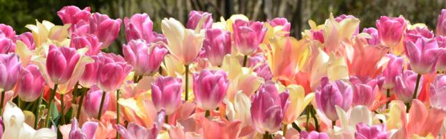 Денний гороскоп: неділя, 27 квітня