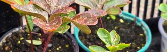 Suvelilli veel öökülmade kätte jätta ei tohiks