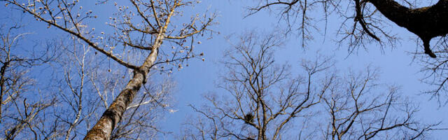 Reedel võib mitmel pool tulla vihma, rannikul püsib udu