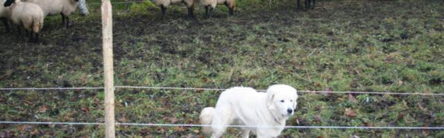 Keskkonnaamet hüvitab ennetustöid ja kiskjakahjusid ligi 400 000 euro eest