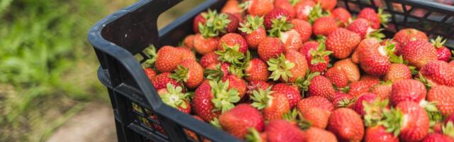 TURUKOMMENTAAR | Maasikad tulid turule hinnarekordiga