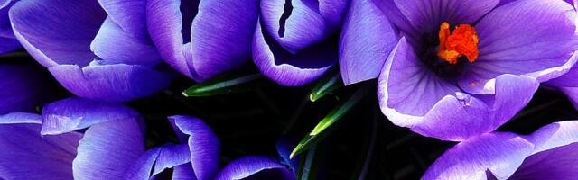 Щотижневий гороскоп: 7 - 13 квітня