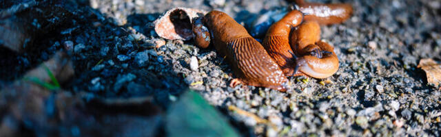 Võõrnälkjate ohjeldamiskava õpetab, kuidas nälkjaid humaanselt hukata