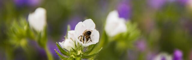 Tšiili teadlaste uuring_ mesilased lähevad päikesepaneelidest hulluks