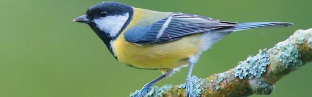 Kas lindude talvine toitmine on üle hinnatud? Uuringud näitavad, et mõju on väike