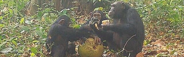 Диким шимпанзе подобається спільно посмакувати алкоголем.