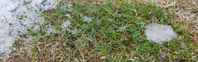 Увага, нічні заморозки: як захистити рослини і допомогти тим, які вже постраждали.