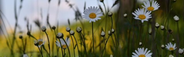 Riigimaa hoidmiseks uus kord ja digilahendus