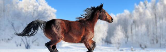 Hiina horoskoop 2026: Tulehobuse aasta toob erakordset õnne neile viiele märgile