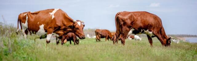 Pärnumaa farmis tuvastati veiste respiratoor-süntsütiaalviirus nakkus