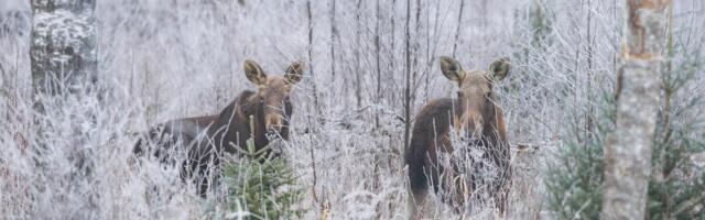 ILMATEADE | Külm taandub veidi, kuid karge talveilm kestab