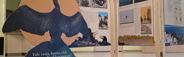 КОРМОРАНИ Є У СПІЛЬНОТІ