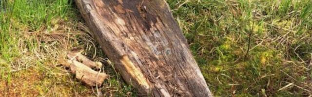 FOTO | Erakordne leid! Avastati Eesti alade vanim teadaolev veesõiduk, mis pärineb Rooma rauaajast