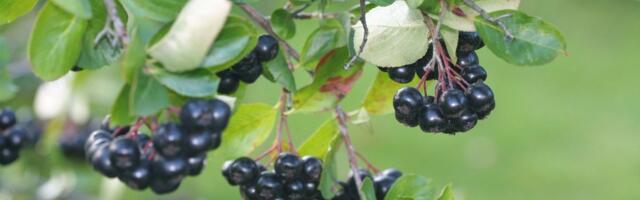 Teadlased leidsid mahla, mis aitab kehal rasvase toiduga toime tulla