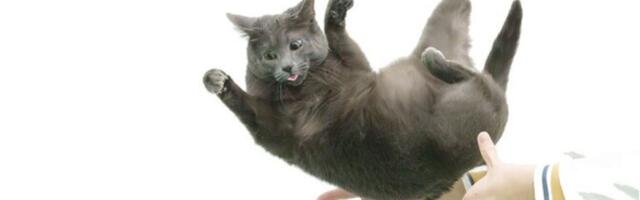 Selgroo eriline painduvus toob kassi käppadele